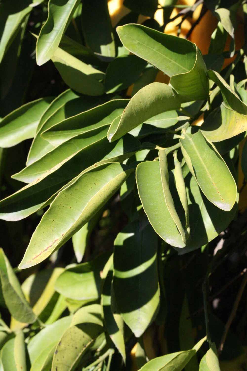              Sun leaves (Riverside, CA)       